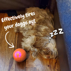 ✨2025 New Release -50% Off - Pet Bounce Ball for Cats🐱 & Dogs🐶TK