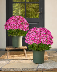 💥Last Day Each Only $2.59- Artificial Outdoor Sunset Mums Flowers - UV resistant, Waterproof, Windproof