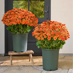 💥Last Day Each Only $2.59- Artificial Outdoor Sunset Mums Flowers - UV resistant, Waterproof, Windproof