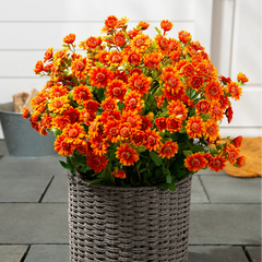 💥Last Day Each Only $2.59- Artificial Outdoor Sunset Mums Flowers - UV resistant, Waterproof, Windproof